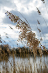 Schilf am Ufer der Elbe in goldener Farbe