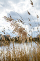 Schilf am Ufer der Elbe in goldener Farbe