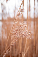 Schilf am Ufer der Elbe in goldener Farbe