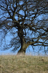 A large tree in the countryside with a clear blue sky background. 