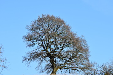 A large tree in the countryside with a clear blue sky background. 