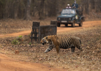 Obraz na płótnie Canvas TADOBA, INDIA-MARCH 16: Tourists on Safari jeep watching tiger crossing the road at Tadoba Andhari Tiger Reserve, India on March 16, 2023