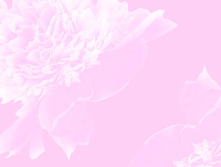 Abstract floral backdrop of pink flowers over pastel colors with soft style for spring or summer time. copy space.
