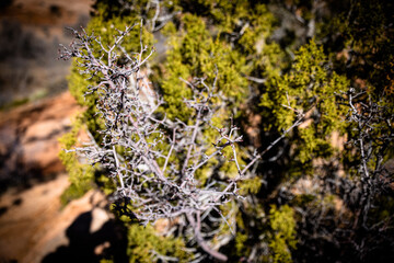 Gran canyon plants, Desert plants
