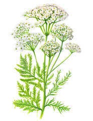 Yarrow herbal medicine plant with blossoms isolated on white background. Generative AI watercolor illustration