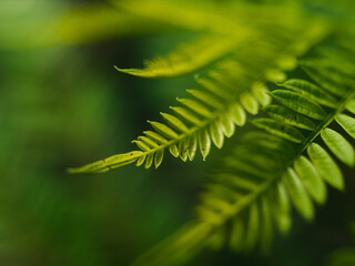close up of leaves