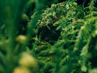 Tree foliage