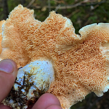 Pied de mouton (hydne)