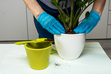 female hands tamp the ground in a pot with zamiokulkas, houseplants