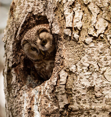 Mochuelo boreal en su nido
