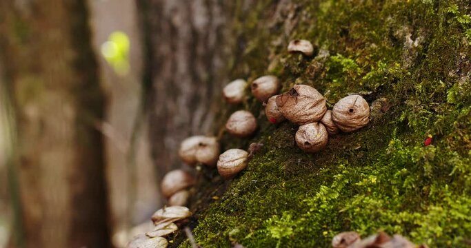dry rain mushroom that grows in the moss on the root of a tree. close-up macro. Close-up picture of mushroom, Wolf-fart Puffball, Stump Puffball (Lycoperdon pyriforme)