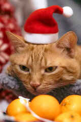 cat in santa hat