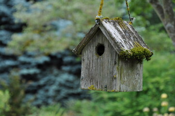 Old wooden birdhouse covered in moss