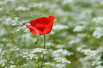 red poppy flower and white flower makes beautiful contrast that symbolizes togetherness with differences
