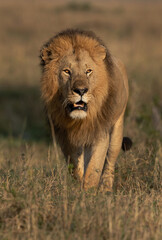 Portrait of a Lion at Masai Mara, Kenya