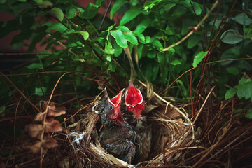Two hungry baby birds in the nest. Baby birds open their mouths and wait for food from their parents.	