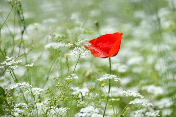 red poppy flower and white flower makes beautiful contrast that symbolizes togetherness with differences	