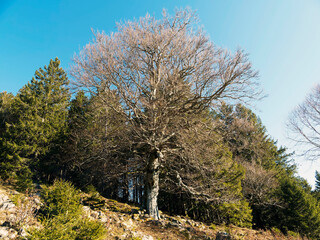 Fröhnd im Wiesental im Naturpark Südschwarzwald. Die alte Buche am Wegesrand nach Herrenschwand