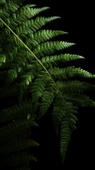 Fototapeta na wymiar Green plant leaves in a detailed macro closeup Generative AI