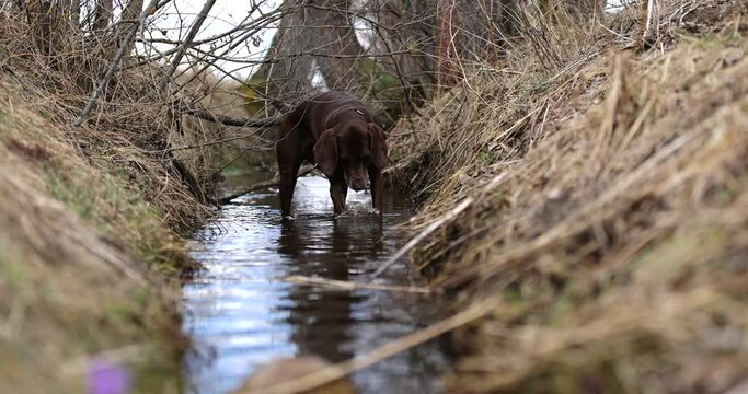 Beautiful dog crossing a river. German pointer and dalmatian going throung water. Slow motion. 4k. Red colar. Spring beautiful nature. Water drops. Brown dog. Freedom. 