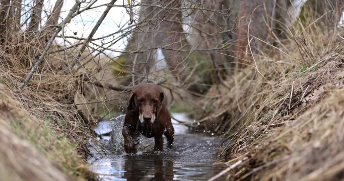 Beautiful dog crossing a river. German pointer and dalmatian going throung water. Slow motion. 4k. Red colar. Spring beautiful nature. Water drops. Brown dog. Freedom. 