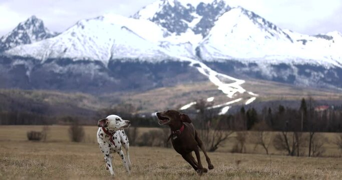 Two beautiful dogs runing across meadow in spring. Playing with each other. Catching a track. Smelling ground and animals. Red collar. 4k Slow motion. Dalmatian and german pointer brown.