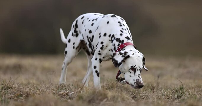 Beautifull slowmotion shot of a dalmatian with red collar running towards camera throug a spring set nature and meadow in a sunny day. Hunter dog catching track. Smelling ground. Wandering around. 4k 