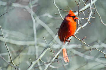 cardinal on a branch