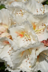Close up of beautiful white azalea flowers
