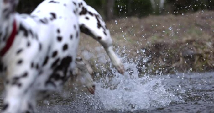 Beautiful dog crossing a river. German pointer and dalmatian going throung water. Slow motion. 4k. Red colar. Spring beautiful nature. Water drops. Brown dog. Freedom. 