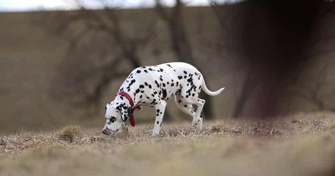 Two beautiful dogs runing across meadow in spring. Playing with each other. Catching a track. Smelling ground and animals. Red collar. 4k Slow motion. Dalmatian and german pointer brown.