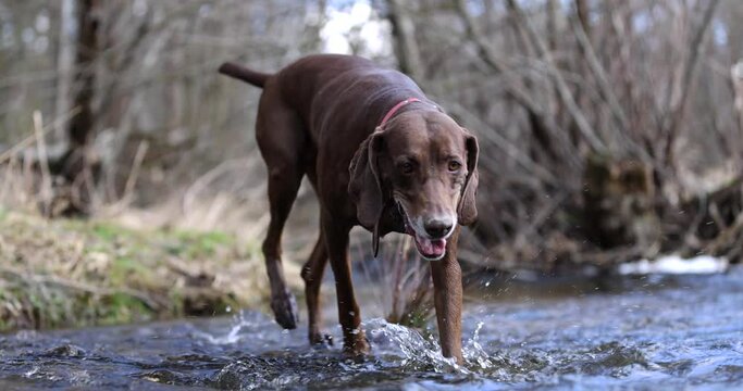 Beautiful dog crossing a river. German pointer and dalmatian going throung water. Slow motion. 4k. Red colar. Spring beautiful nature. Water drops. Brown dog. Freedom. 