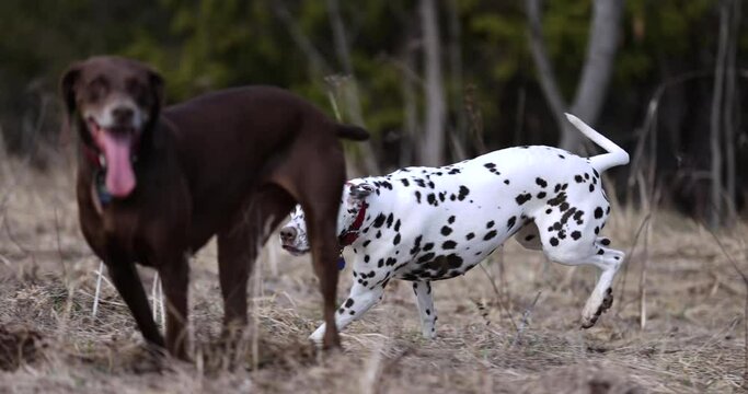 Two beautiful dogs runing across meadow in spring. Playing with each other. Catching a track. Smelling ground and animals. Red collar. 4k Slow motion. Dalmatian and german pointer brown.