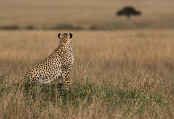 Cheetah looking on the opposite side sitting on a mound at Masai Mara, Kenya