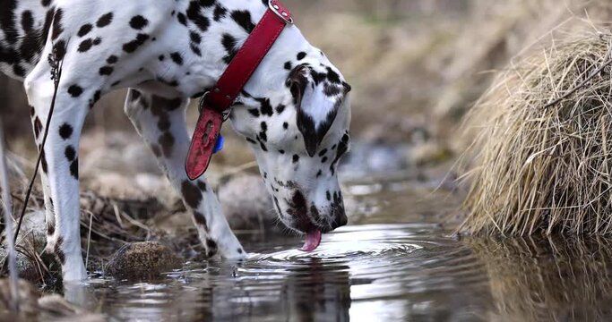 Beautiful dalmatian dog drinking fresh water from river. Slow motion shot. 4k. Red collar. Spring nature. Water drops.