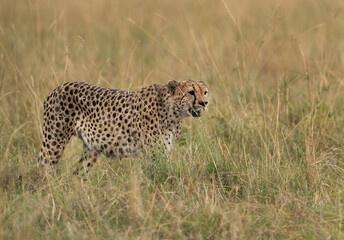 A Cheetah walking in the mid of tall grasses, Masai Mara
