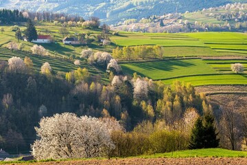 Spring landscape in Hrinova, Slovakia. White Blossom trees, , green meadow, sunset light. © Ivan