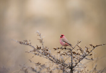 Great Rose Finch