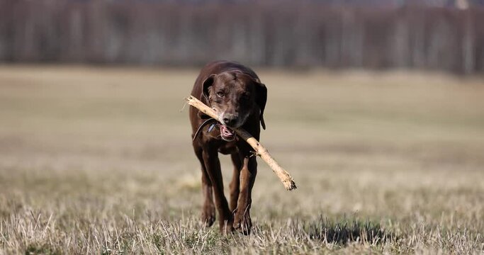 Beautifull slowmotion shot of a german pointer brown dog with red collar running towards camera throug a spring set nature and meadow in a sunny day. Hunter dog catching track. 4k 