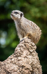 meerkat on guard