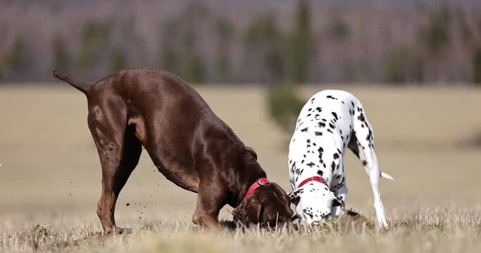Beautiful dalmatian and german pointer dogs diggin hole in ground spring meadow. Looking for animals in ground. Tracking. Smelling. Red colar. Slowmotion shot 4k 120