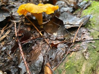Chanterelle