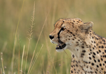 Portrait of a Cheetah, Masai Mara, Kenya