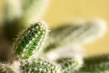Young shoots of Rat Tail Cactus (Aporocactus). Close-up photo.