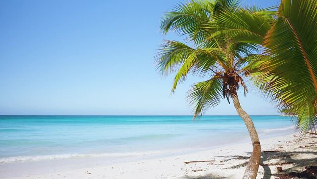 Caribbean azure sea water on white sand and blue sky. Coconut palms stand on the shore of a beautiful sea beach. Amazing exotic seascape. Tropical palm island background. Natural sunny day landscape.