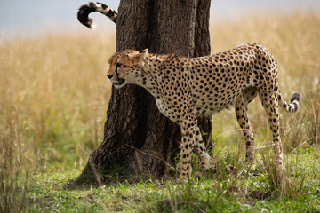 Cheetahs moving around a tree for territory marking, Masai Mara, Kenya