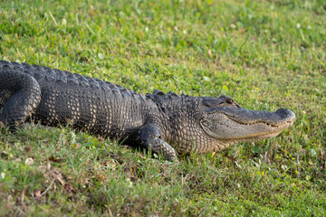 Alligator lounging on the grass in a housing community