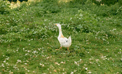 Duck and grass. One beautiful bird duck.