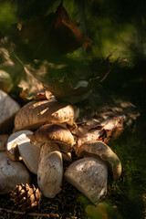 mushrooms in the forest