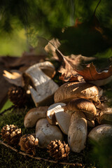 mushrooms in the forest